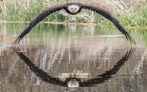 A incrível foto de águia que viralizou e surpreendeu fotógrafo amador: 'Senti a brisa das asas'