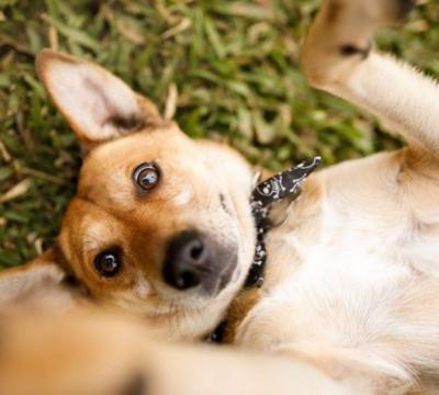 Gabinete da Causa Animal incentiva adoção responsável de cães e gatos no município